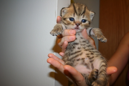 tabby male