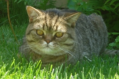 tabby male