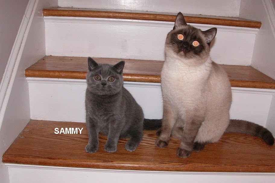 sammy